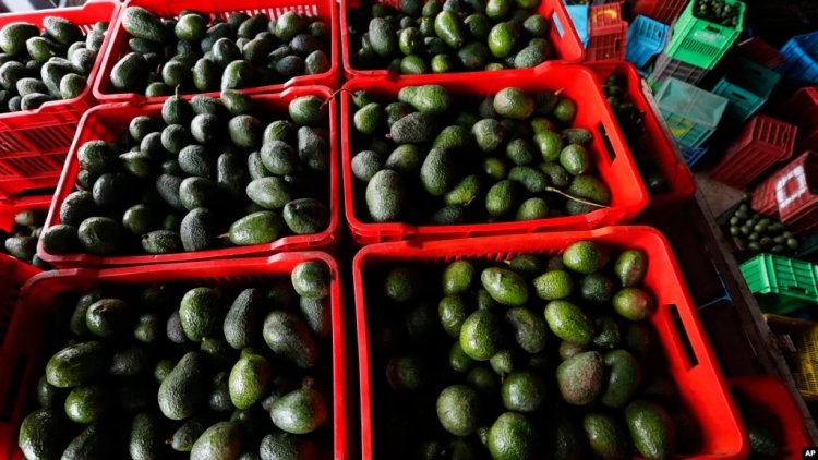 ABD-Meksika Avokado Ticareti Tekrar Başlıyor