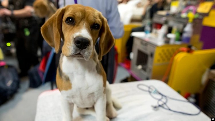 ABD'de Köpekler Üzerinde Deneyler Tepki Çekiyor