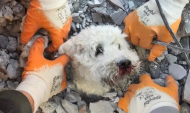 Hayvanlar Depremleri Önceden Hissedebilir mi?