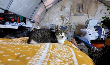 Depremzede Aile 50’den Fazla Kediyle Çadırda Yaşıyor