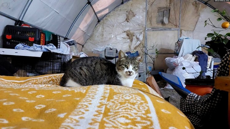 Depremzede Aile 50’den Fazla Kediyle Çadırda Yaşıyor