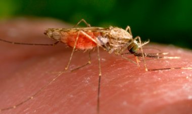 Sıcaklıkların artmasıyla daha fazla sıtma görülebilir