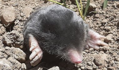 Bilim dünyası Türkiye’de keşfedilen iki yeni köstebek türünü konuşuyor