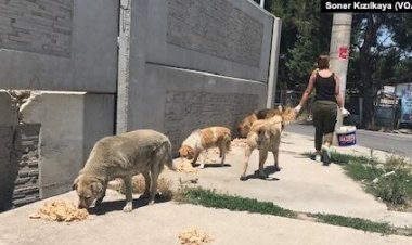 Sokak köpeklerinin sayısı nasıl kontrol altına alınacak?