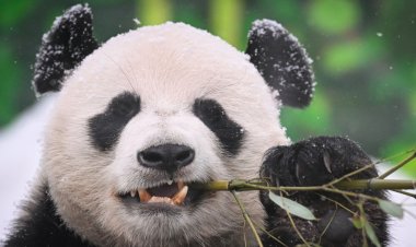 Çin ile ABD arasında yeniden “panda diplomasisi”