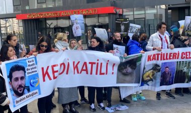 Kediyi tekmeleyerek öldüren kişi serbest: Hayvan hakları temsilcileri tepkili
