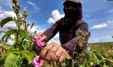 Mardinli kadınların elinden çıkan gül yağı dünyaya satılıyor