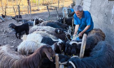20 yılda yetiştirdiği sürüsünü yangında kaybetti: “Hayvanlar yoksa biz de yokuz”