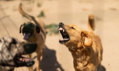 Sokak köpekleriyle ilgili yasa teklifi yasalaşma yolunda