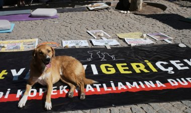 Meclis sokak hayvanları yasasını onayladı, 1 Ekim’e kadar tatile girdi