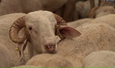 “Hayvan ithalatı yerine yerli üretim desteklenmeli”