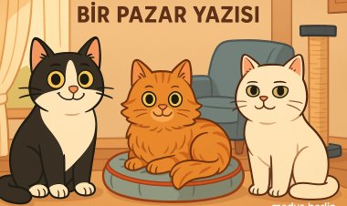 Kedi gibi yaşamak istiyorum… Berlin gibi