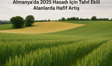 Almanya’da 2025 Hasadı İçin Tahıl Ekili Alanlarda Hafif Artış