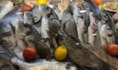 Balık Tüketimi Berlin’de Yeniden Yükselişte