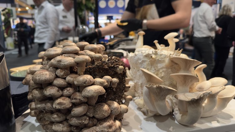 Fruit Logistica 2026: Von der Wurzel bis zur Vermarktung – Ein Blick auf die gesamte Wertschöpfungskette