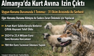 Almanya’da kurt avına yasal düzenleme