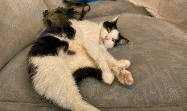 Kedi gibi yaşamak istiyorum… Berlin gibi