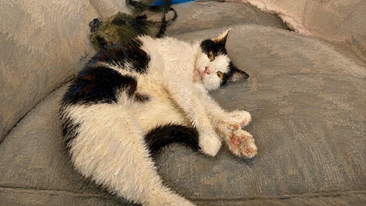 Kedi gibi yaşamak istiyorum… Berlin gibi